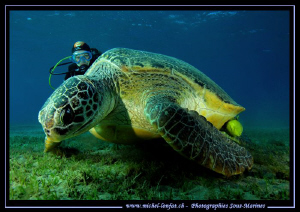 A huge Turtle. Leaving on Thursday to Marsa Shagra. Hopin... by Michel Lonfat 